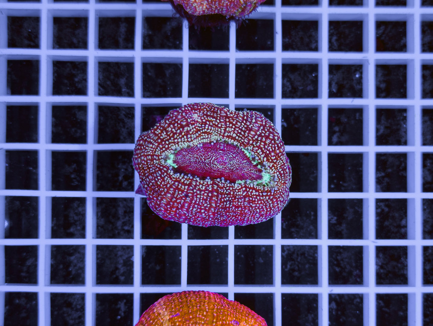 Acanthastrea bowerbanki