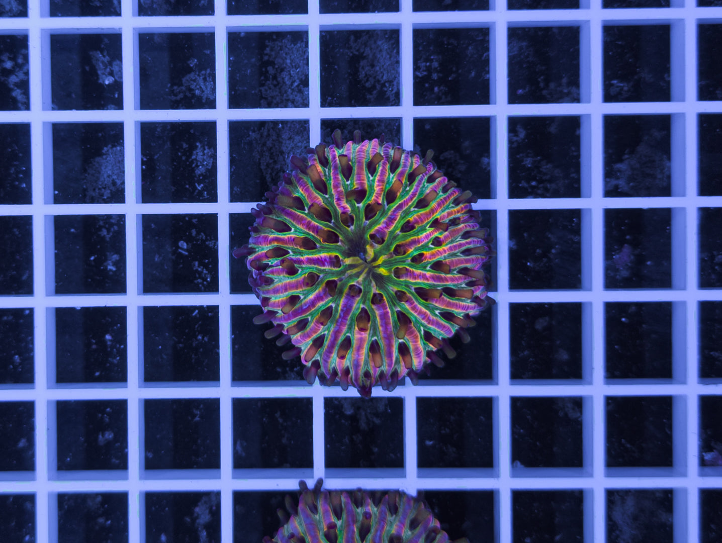 Fungia sp.