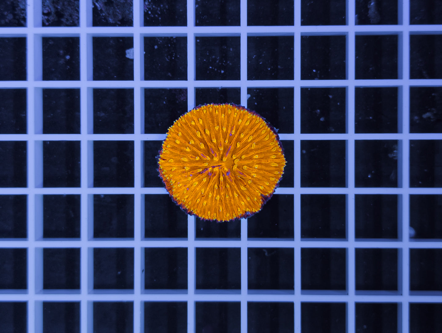 Fungia sp.
