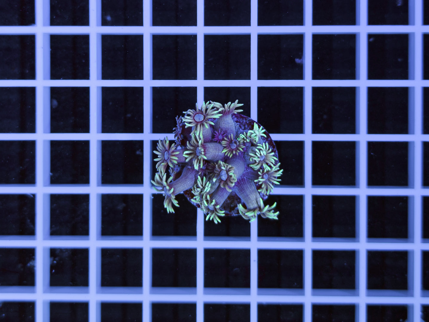 Goniopora sp.