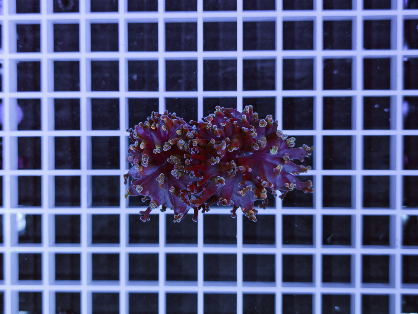 Euphyllia paradivisa